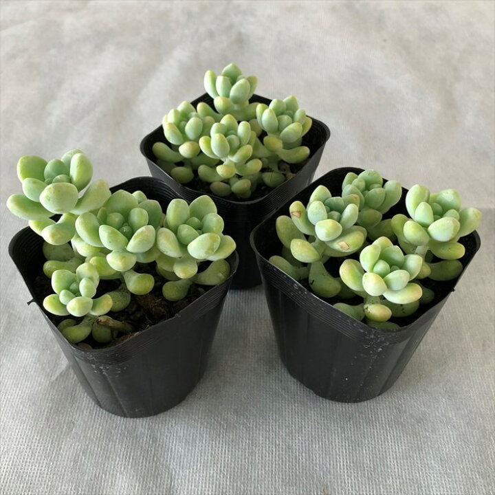 75円 品質が完璧 多肉植物 天使のしずく 7 5cmポット苗