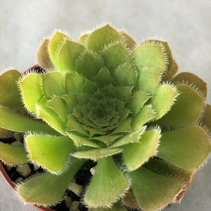 楽天市場】多肉植物 アエオニウム 姫明鏡 6.5cmポット 観葉植物 