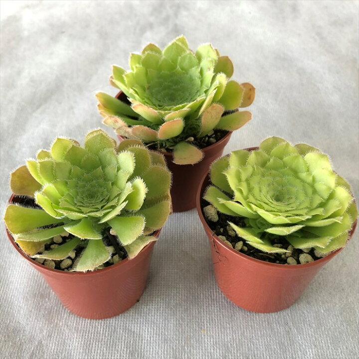 楽天市場】多肉植物 アエオニウム 姫明鏡 6.5cmポット 観葉植物 