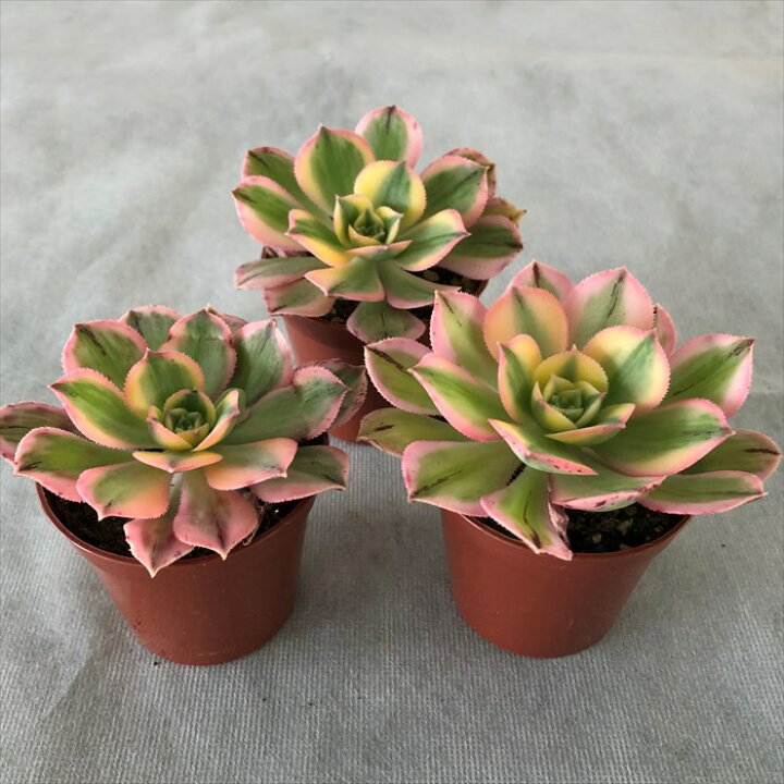 楽天市場 多肉植物 アエオニウム サンバースト 6 5cmポット 観葉植物 インテリア Grf レイテストプランツ 楽天市場 多肉植物 アエオニウム サンバースト 6 5cmポット 観葉植物 インテリア Grf レイテストプランツ