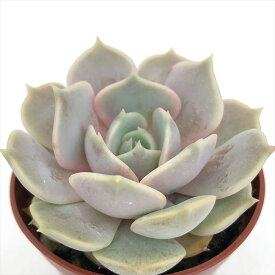 楽天市場 多肉植物 ローラ 種類 植物 サボテン の通販