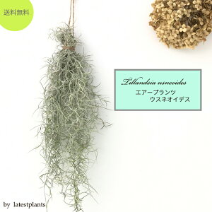 ϗtA GA[vc EXlICfX 30cm`35cm  GAvc nMO `WA ݂艺 Ǌ| GAvc CeA