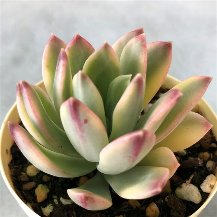 楽天市場】多肉植物 エケベリア ミニベル錦 黄斑 6cmポット 観葉植物 