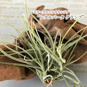 エアープランツ クランプの人気商品 通販 価格比較 価格 Com