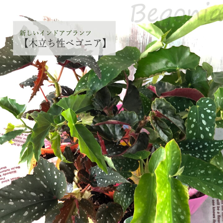 楽天市場】【予約販売】 木立ち性ベゴニア そよ風 10.5cmポット 
