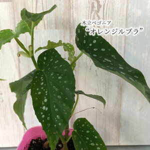 花 ベゴニア 生花の人気商品 通販 価格比較 価格 Com