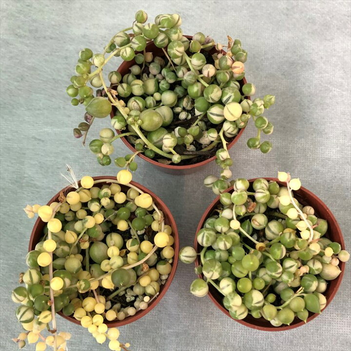 楽天市場 多肉植物 斑入りグリーンネックレス 6 5cmポット 観葉植物 インテリア Grf レイテストプランツ 楽天市場 多肉植物 斑入りグリーンネックレス 6 5cmポット 観葉植物 インテリア Grf レイテストプランツ