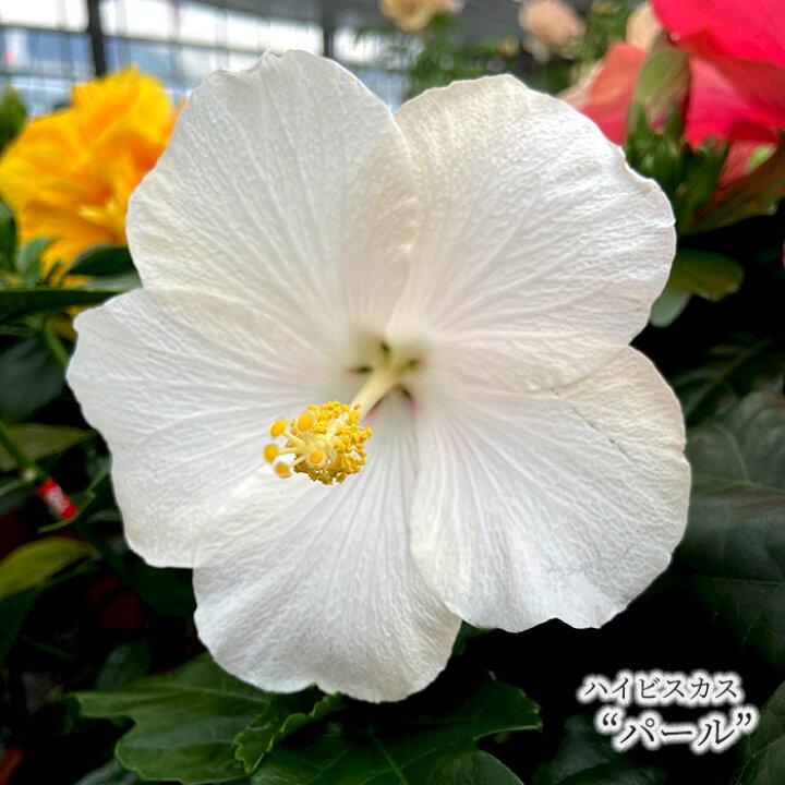 楽天市場 予約販売 ハイビスカス パール 5号 鉢植え Tyo 5月中旬以降発送 レイテストプランツ 楽天市場 予約販売 ハイビスカス パール 5号 鉢植え Tyo 5月中旬以降発送 レイテストプランツ