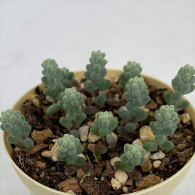 楽天市場 多肉植物 セダム 木立の通販