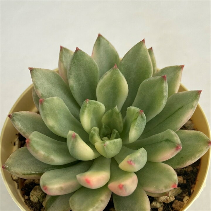 楽天市場】多肉植物 エケベリア グリーンエメラルド錦 6cmポット 観葉 