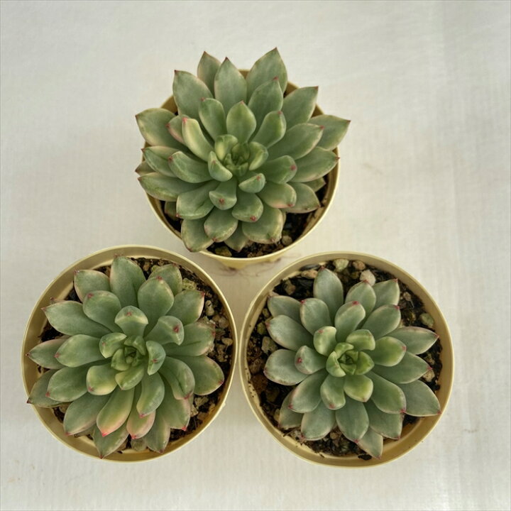 楽天市場】多肉植物 エケベリア グリーンエメラルド錦 6cmポット 観葉 