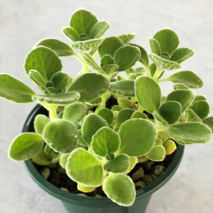 楽天市場 多肉植物 プレクトランサス アロマティカス 7 5cmポット 観葉植物 インテリア Ssf レイテストプランツ