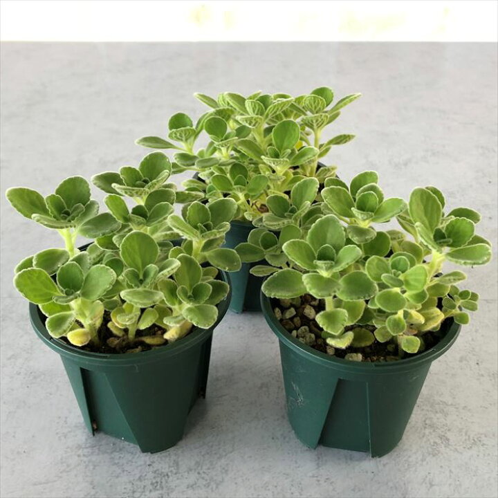楽天市場 多肉植物 プレクトランサス アロマティカス 7 5cmポット 観葉植物 インテリア Ssf レイテストプランツ