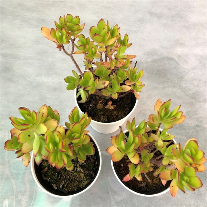 楽天市場 多肉植物 クラッスラ 天狗の舞 9cmポット 観葉植物 インテリア レイテストプランツ