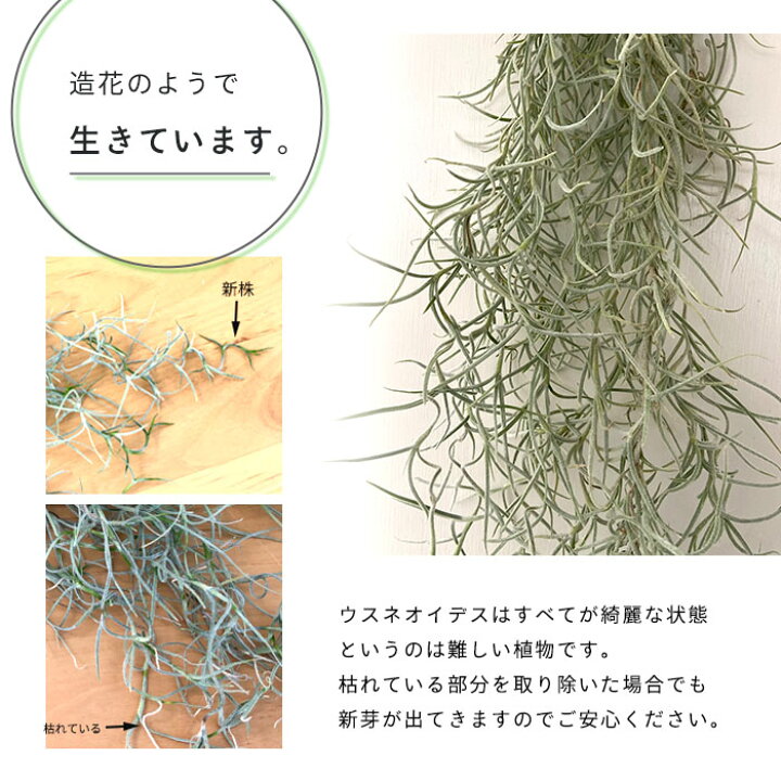 楽天市場 観葉植物 エアープランツ 太葉 ウスネオイデス ティックリーフ 約30cm 35cm 送料無料 インテリア レイテストプランツ