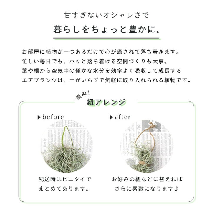 ストアー 観葉植物 エアープランツ ウスネオイデス 約30cm 35cm 送料無料 エアプランツ インテリア Rmladv Com Br