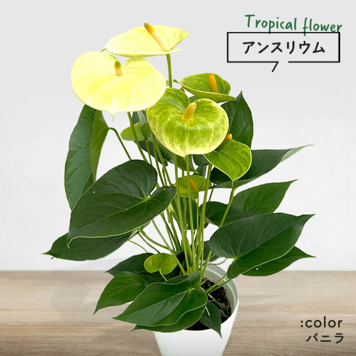 楽天市場 予約販売 送料無料 アンスリウム バニラ 6号鉢 観葉植物 鉢植え インテリア 3月下旬以降発送 レイテストプランツ