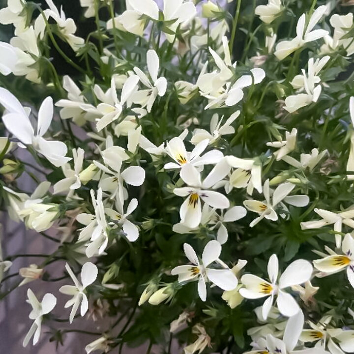 楽天市場 予約販売 ビオラ 至福のうさぎ 10 5cmポット 花苗 ガーデニング メゾンド ビオラ 11月下旬以降発送 レイテストプランツ