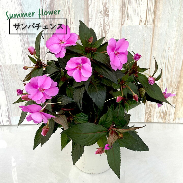 楽天市場 予約販売 送料無料 サンパチェンス ラベンダースプラッシュ 6号鉢 鉢花 7月中旬以降発送 レイテストプランツ