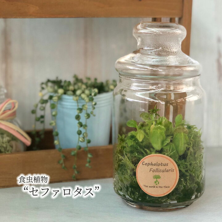 楽天市場 食虫植物 セファロタス ガラスボトル入り フクロユキノシタ テラリウム 観葉植物 インテリア レイテストプランツ