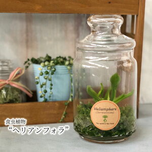 観葉植物 食虫植物 テラリウムの人気商品 通販 価格比較 価格 Com