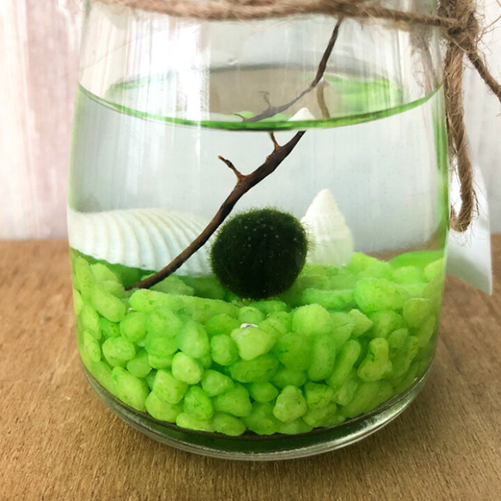 楽天市場 まりも ガラスボトル入り マリモ 毬藻 水草 アクアリウム 観葉植物 インテリア レイテストプランツ