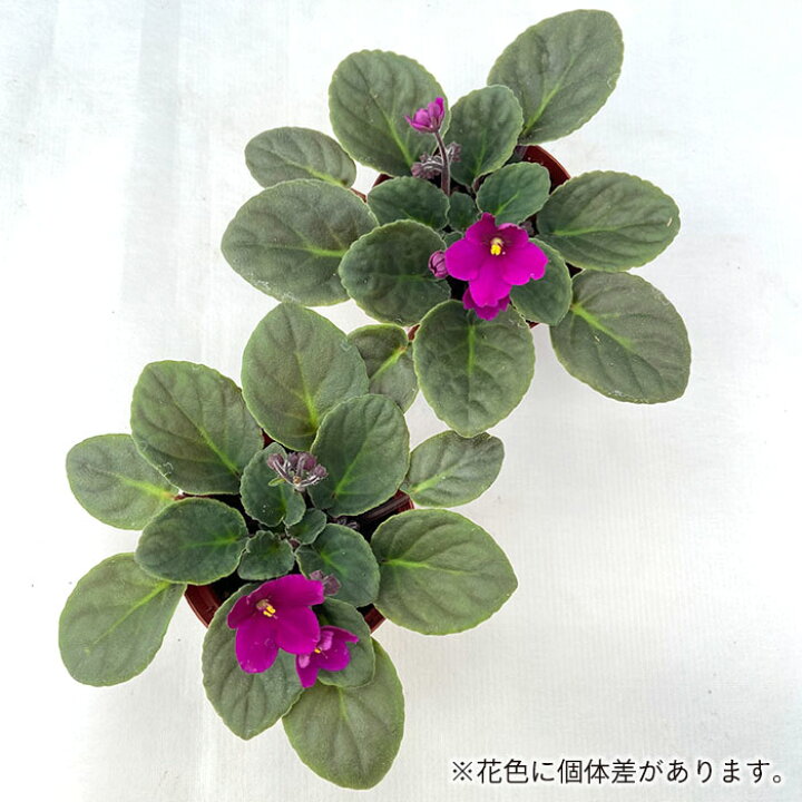 楽天市場 予約販売 セントポーリア アキラ 9cmポット オプティマラ種 鉢花 インテリアグリーン Skf 6月中旬以降発送 レイテストプランツ