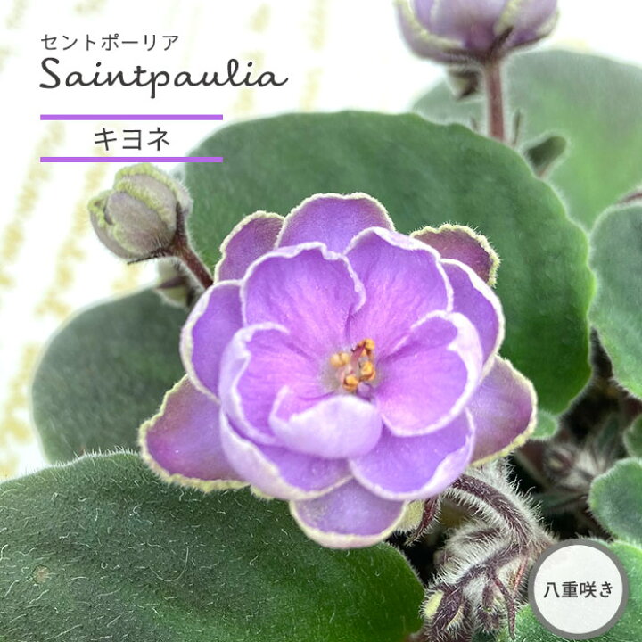 楽天市場 セントポーリア キヨネ 9cmポット 八重咲き オプティマラ種 鉢花 インテリアグリーン Skf レイテストプランツ