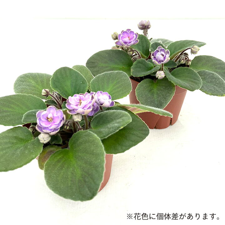 楽天市場 セントポーリア キヨネ 9cmポット 八重咲き オプティマラ種 鉢花 インテリアグリーン Skf レイテストプランツ