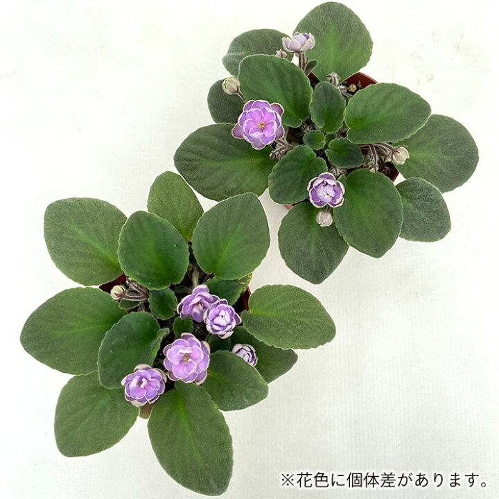 楽天市場 セントポーリア キヨネ 9cmポット 八重咲き オプティマラ種 鉢花 インテリアグリーン Skf レイテストプランツ