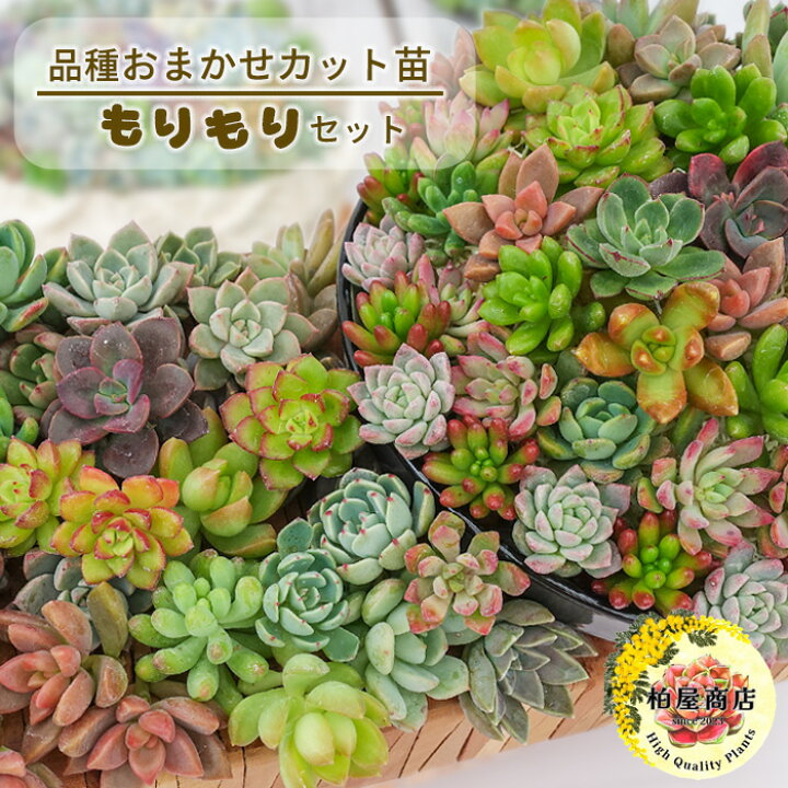 楽天市場】【柏屋商店さん直送】多肉植物 送料無料 品種おまかせカット  