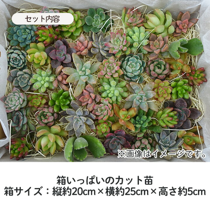楽天市場】【柏屋商店さん直送】多肉植物 送料無料 品種おまかせカット  