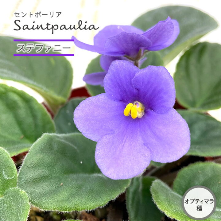 楽天市場 セントポーリア ステファニー 9cmポット オプティマラ種 鉢花 インテリアグリーン Skf レイテストプランツ