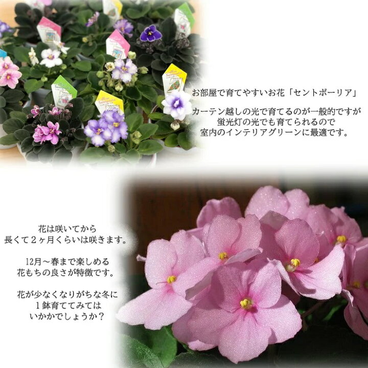 楽天市場 予約販売 セントポーリア アルベール 9cmポット 八重咲き オプティマラ種 鉢花 インテリアグリーン Skf 3月下旬以降発送 レイテストプランツ