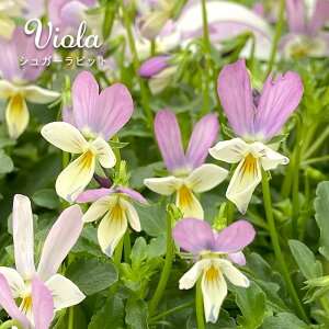 rI VK[rbg 9cm|bg ETM^ |IWirI ԕc K[fjO mmt