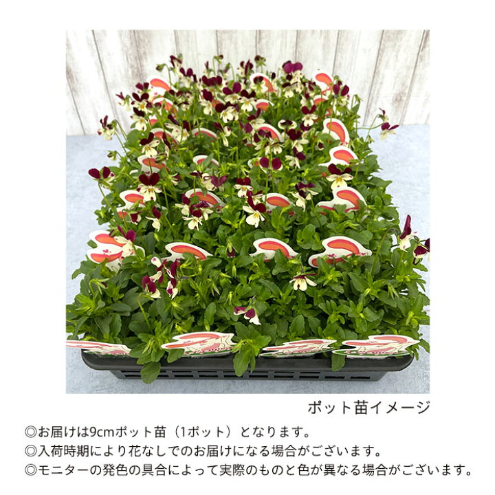 楽天市場 予約販売 ビオラ ときめきリリアン 9cmポット ウサギ型 見元園芸オリジナルビオラ 花苗 ガーデニング 11月中旬以降発送 レイテストプランツ