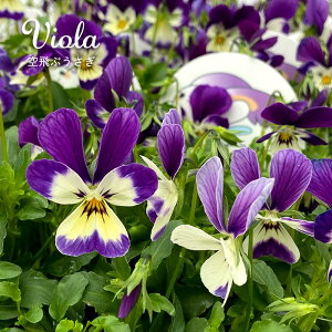 y܂Ȃ\؁zy\̔z rI Ԃ 9cm|bg ETM^ |IWirI ԕc K[fjO mmt 11{ȍ~