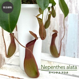 楽天市場 ネペンテス アラタの通販 楽天市場 ネペンテス アラタの通販