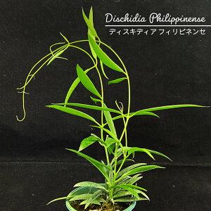 A fBXLfBA tBslZ 2.5 ϗtA CeA asa