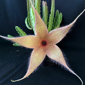 A X^yA nCubhz 3.5 ϗtA CeA mat