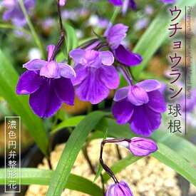 楽天市場 ウチョウラン 球根の通販