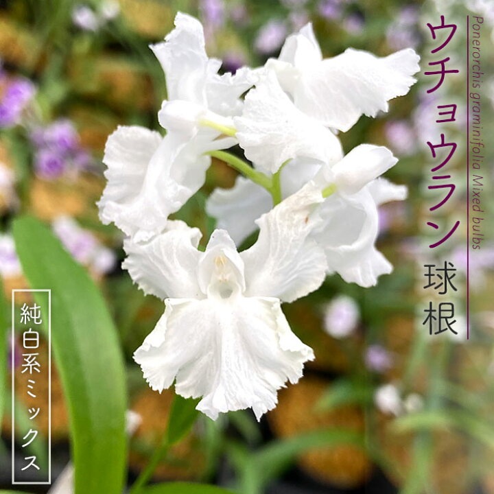 楽天市場 予約販売 送料無料 ウチョウラン 純白系 ミックス球根 山野草 5球 福袋 羽蝶蘭 うちょうらん Bio 2月下旬以降発送 レイテストプランツ