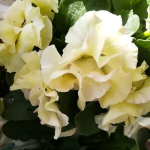 苗 花苗の人気商品 通販 価格比較 価格 Com