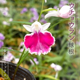 楽天市場 ウチョウラン 球根の通販 楽天市場 ウチョウラン 球根の通販