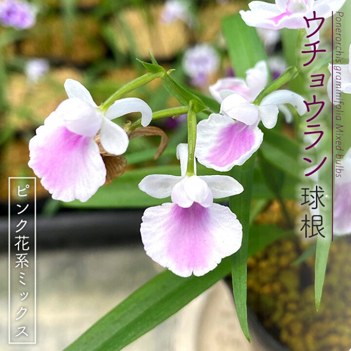 楽天市場 予約販売 送料無料 ウチョウラン ピンク花系 ミックス球根 山野草 5球 福袋 羽蝶蘭 うちょうらん Bio 2月下旬以降発送 レイテストプランツ