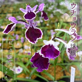 楽天市場 ウチョウラン 球根の通販