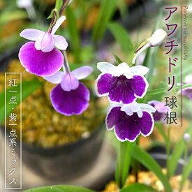 楽天市場 ウチョウラン 球根の通販 楽天市場 ウチョウラン 球根の通販