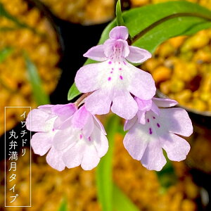 �y�܂��Ȃ��\����؁z�y�\��̔��z�������� �C���`�h�� �ەٖ����^�C�v ���� 3�� �R�쑐 ��`�h�� ��璹 bio 2�����{�ȍ~����