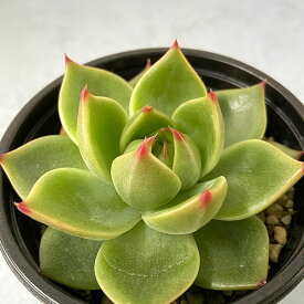 楽天市場 ドラゴン 観葉植物 花 観葉植物 花 ガーデン Diyの通販