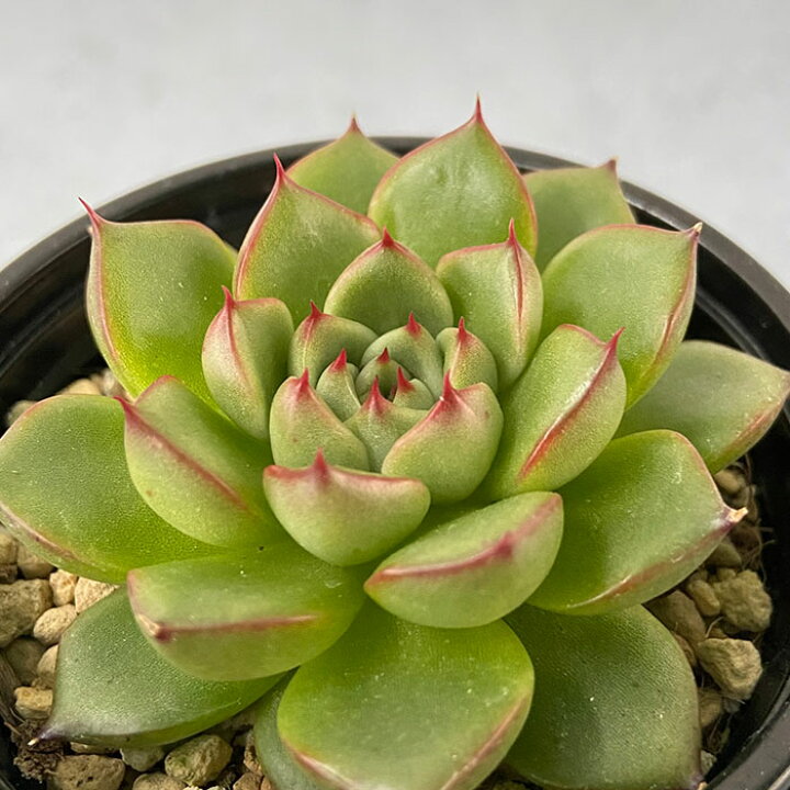 楽天市場 多肉植物 エケベリア ホムラヒメ 9cmポット 観葉植物 インテリア Yos レイテストプランツ 楽天市場 多肉植物 エケベリア ホムラヒメ 9cmポット 観葉植物 インテリア Yos レイテストプランツ